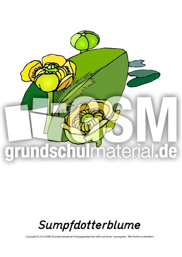 Frühlingsblüher-Tafelkarten-Sumpfdotterblume.pdf